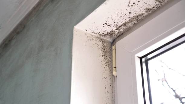 Best Crawl Space Mold Remediation  in Westport, IN