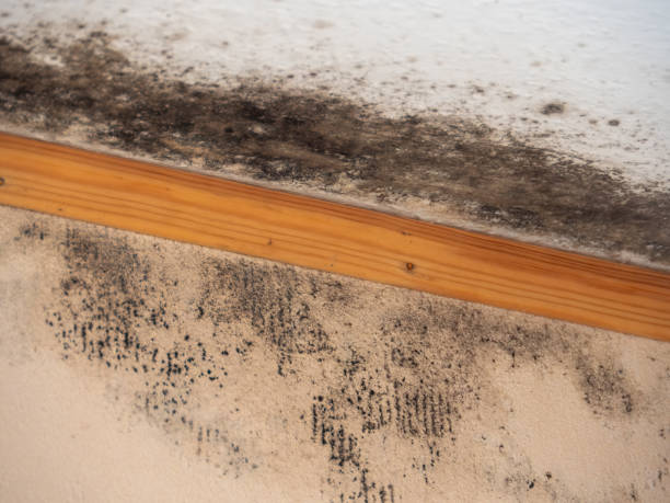 Westport, IN Mold Removal Company