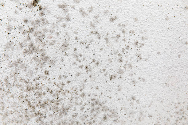 Best Real Estate Mold Inspection  in Westport, IN