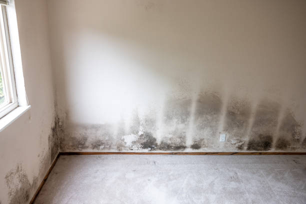 Best HVAC Mold Inspection and Cleaning  in Westport, IN